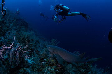 A nurse shark swimming by divers 