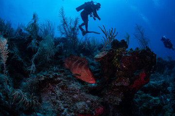 A Nassau grouper and a shark swimming over the reef 