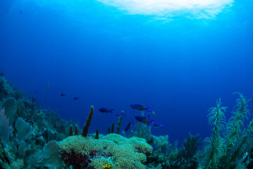 Fototapeta na wymiar creole wrasse over a coral reef 