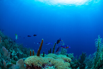 Fototapeta na wymiar Tropical fish and coral 