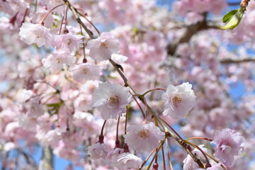 天空の庭・高見の郷に咲く桜