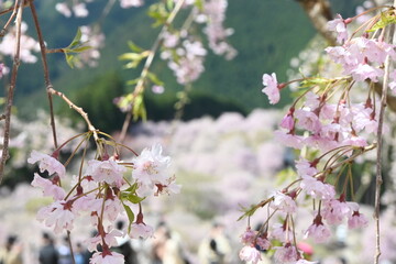 天空の庭・高見の郷に咲く桜