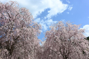 Obraz na płótnie Canvas 天空の庭・高見の郷に咲く桜