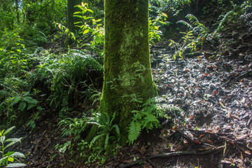 Fototapeta premium Tree trunk backlit from the sun