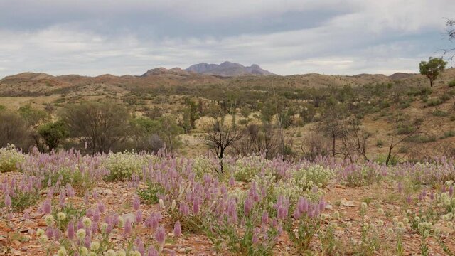 a wide shot of mt sonder with mulla mulla flowers in the foreground at tjoritja-west macdonnell national park of the northern territory, australia