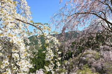 天空の庭・高見の郷に咲く桜