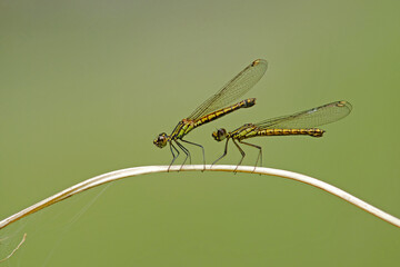 two female Libellago lineata