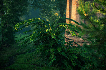 fern in the forest