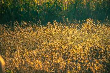 field of sunflowers