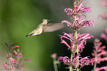 hummingbird, bird, birds flower, garden