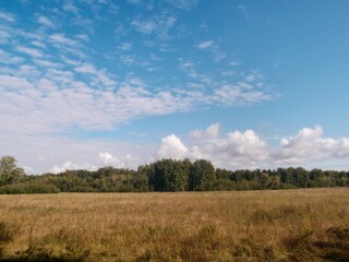 Field and forest of Omsk region against the background of beautiful clouds in the blue sky