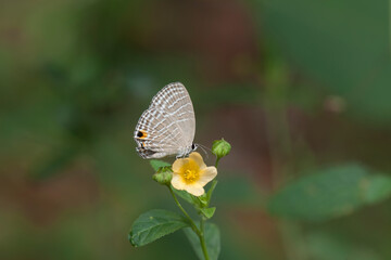 Buterfly with Little Flowers