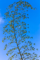 Bambou sur fond de ciel bleu