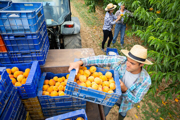 Loading boxes of ripe peaches on tractor platform in the orchard
