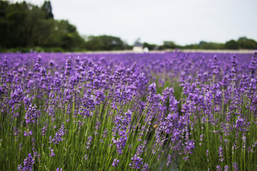 ラベンダー園