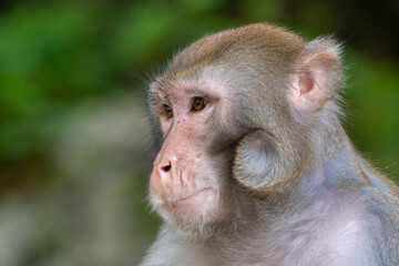 Portrait of a Rhesus macaque monkey in Guilin, Guangxi province, China