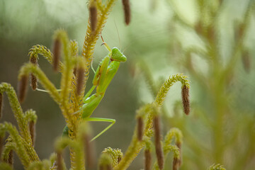 Praying Mantis Between Wild Grasses