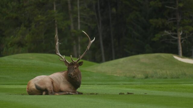 Elk bull male resting down on a lawn close up