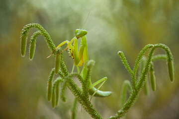 Praying Mantis Between Wild Grasses