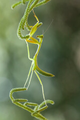 Praying Mantis Between Wild Grasses