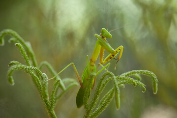 Praying Mantis Between Wild Grasses
