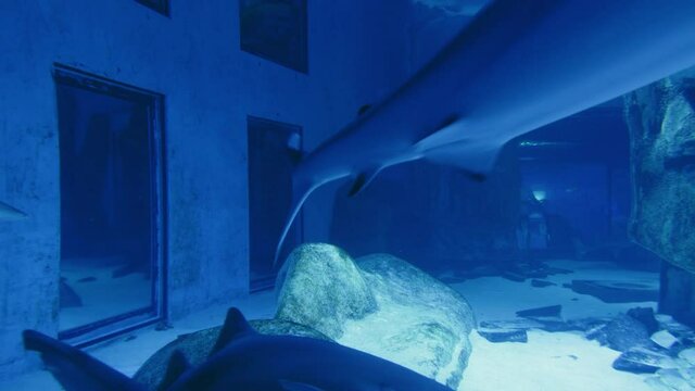 SandTiger Shark, Carcharias taurus swimming in an aquarium in 4K. Beautiful ocean fishes swimming in transparent waters.