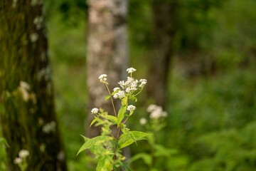 八ヶ岳キャンプ