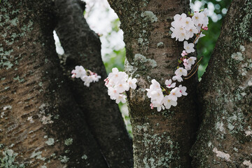 Cherry Blossom on tree trunk