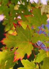 Fototapeta na wymiar Maple leaf turning red at the edges in Autumn 