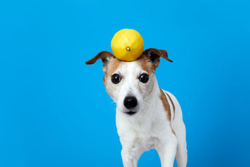 Cute funny Jack Russell Terrier dog with whole fresh yellow lemon on head looking at camera against blue background