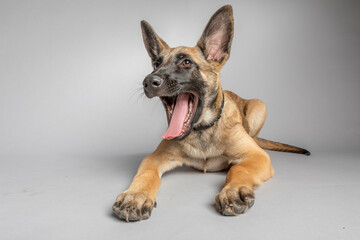 Belgian Shepherd puppy four months