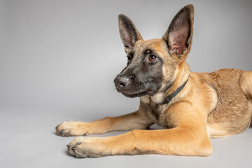 Belgian Shepherd puppy four months