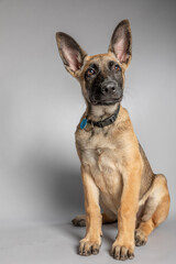 Belgian Shepherd puppy four months