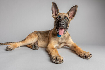 Belgian Shepherd puppy four months