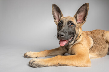 Belgian Shepherd puppy four months