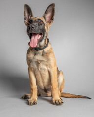 Belgian Shepherd puppy four months