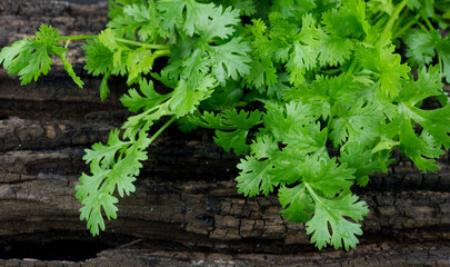 Green parsley bunch on wood background.