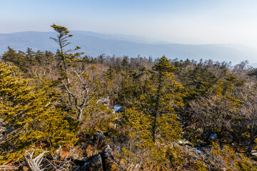 View from above. Autumn forest in the Primorsky Territory. View of the top of Mokrusha mountain. Coniferous trees grow on the top of a high mountain.