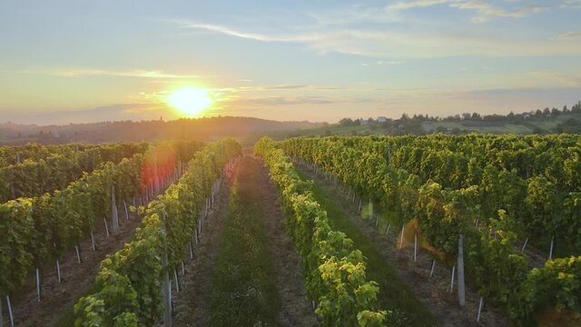 Drone fly over a vineyard farm in Tuscany Italian hills during epic sunset. Red wine production and scenic nature landscape