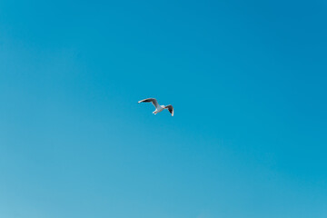 Seagull flying in the calm blue sky