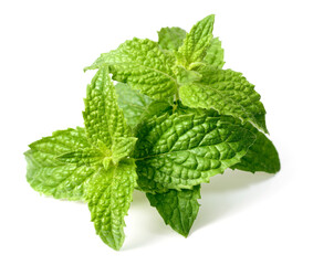 fresh curled mint isolated on the white background