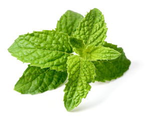 fresh curled mint isolated on the white background