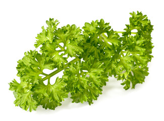 fresh curly parsley isolated on the white background