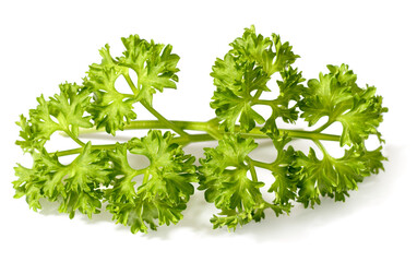 curly parsley isolated on the white background