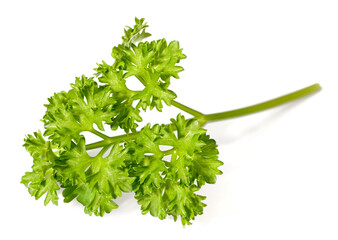 fresh curly parsley isolated on the white background