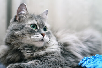 Close-up of Adorable Fluffy Silver Siberian Cat - 458649426