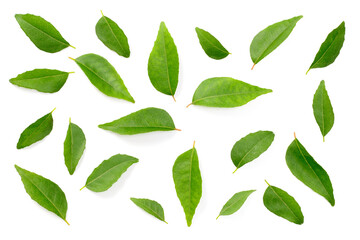 fresh curry leaves isolated on the white background, top view - obrazy, fototapety, plakaty