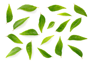 fresh curry leaves isolated on the white background, top view - obrazy, fototapety, plakaty