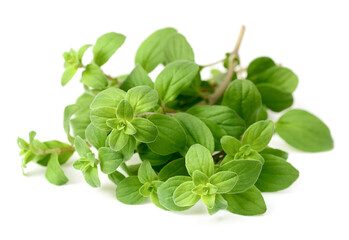 fresh marjoram herb isolated on the white background