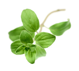 fresh marjoram herb isolated on the white background